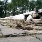 exposição narrativas urbanas