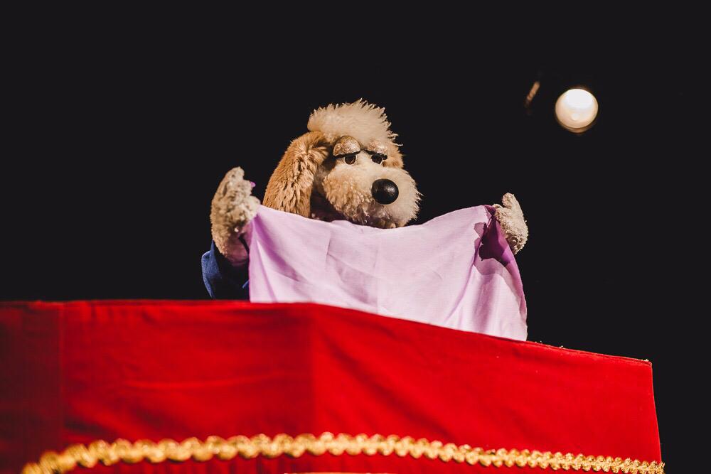 bom pra cachorro, teatro abelardo