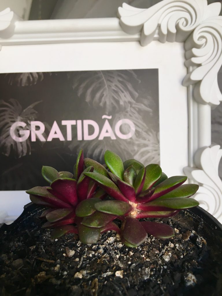 como cuidar das suas suculentas