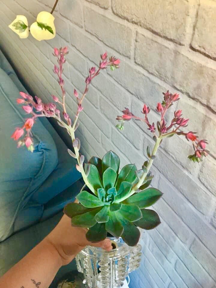 como cuidar da sua suculenta